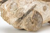 Fossil Ammonite, Bivalve, and Belemnite Association - England #211929-3